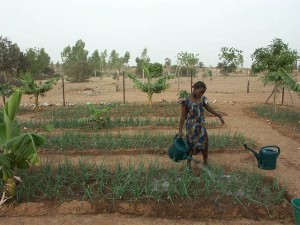 Gando_school_garden_Schulbausteine