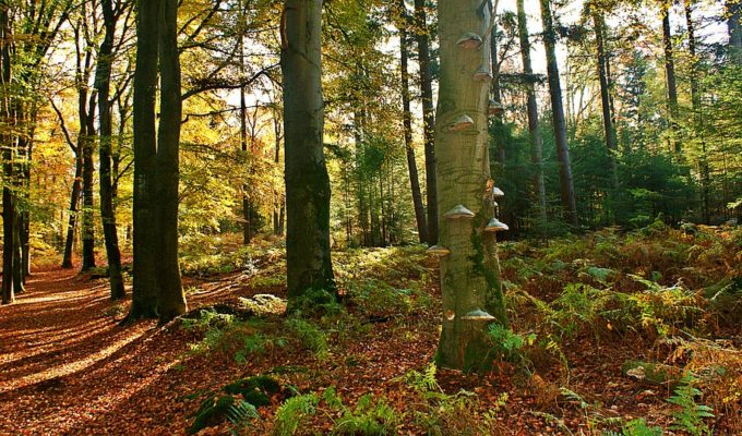 nature-Metropolitaine