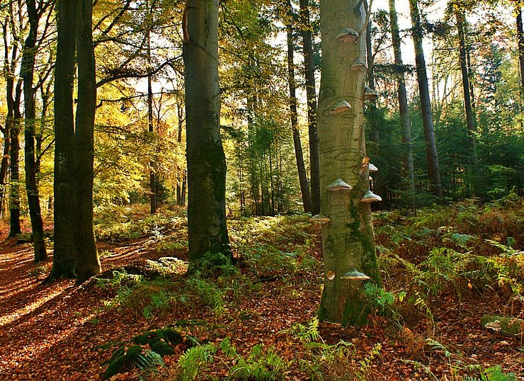 nature-Metropolitaine
