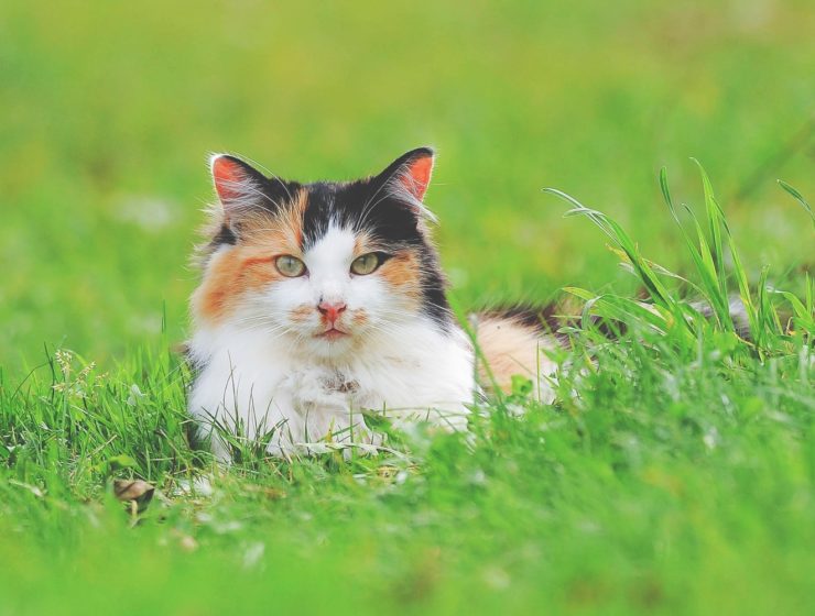 vaccin-chat-allergie