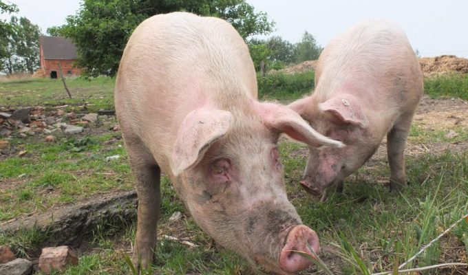 alimentation impossible pork fausse viande porc - Métropolitaine