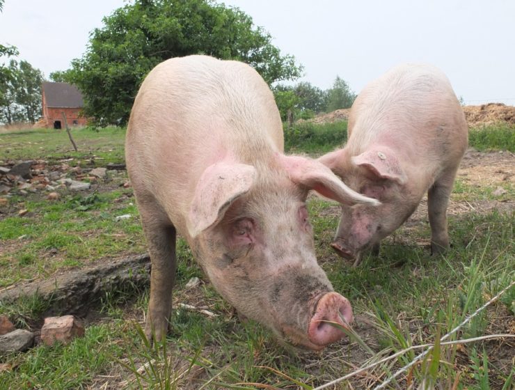 alimentation impossible pork fausse viande porc - Métropolitaine