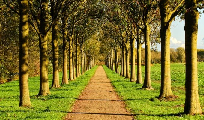 youtubeurs recoltent 20 millions dollars pour planter arbres - Metropolitaine