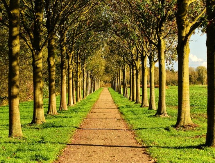 youtubeurs recoltent 20 millions dollars pour planter arbres - Metropolitaine