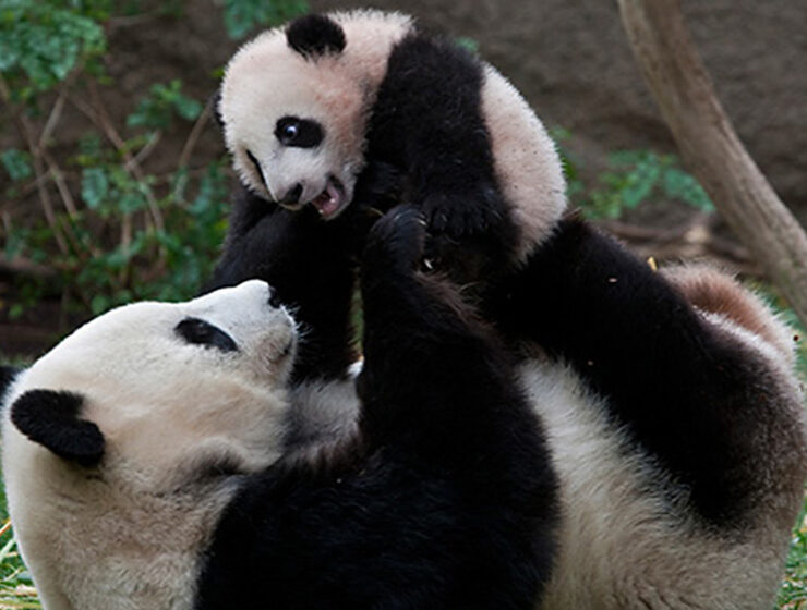pandas