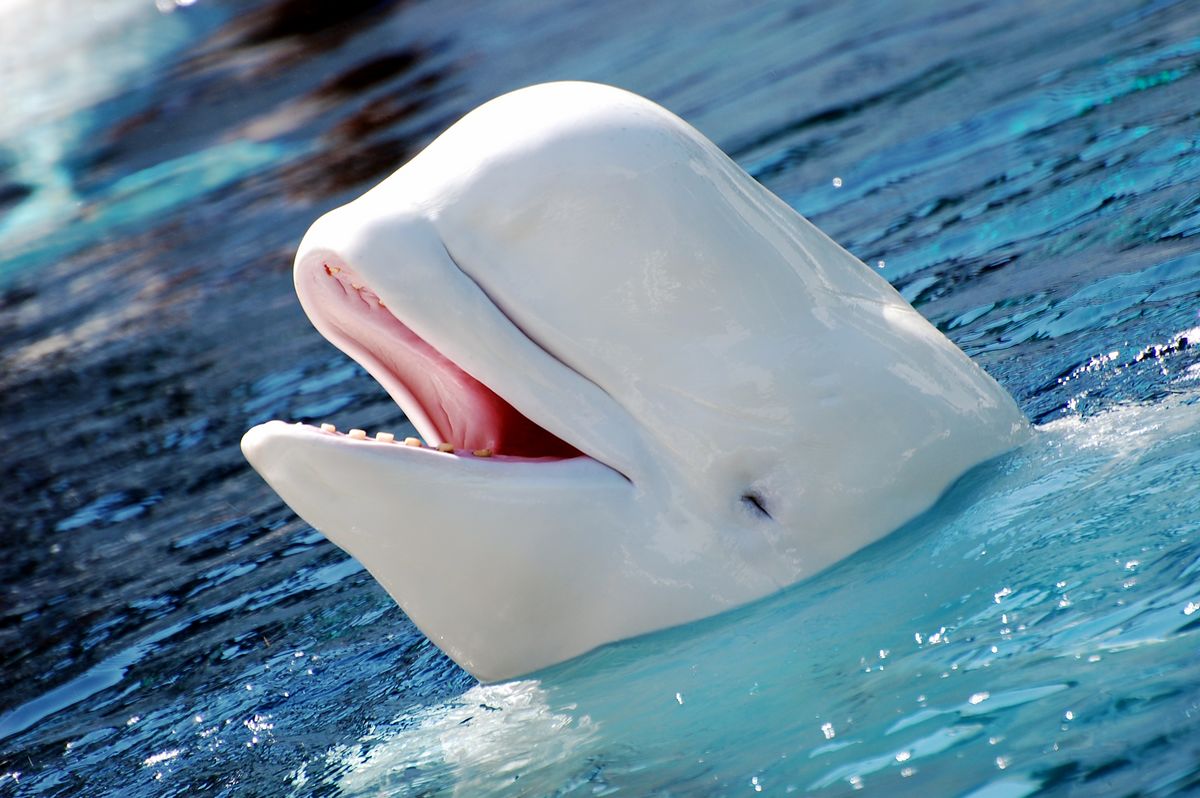 beluga