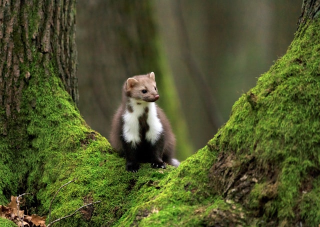 La belette, parmi les animaux Esod